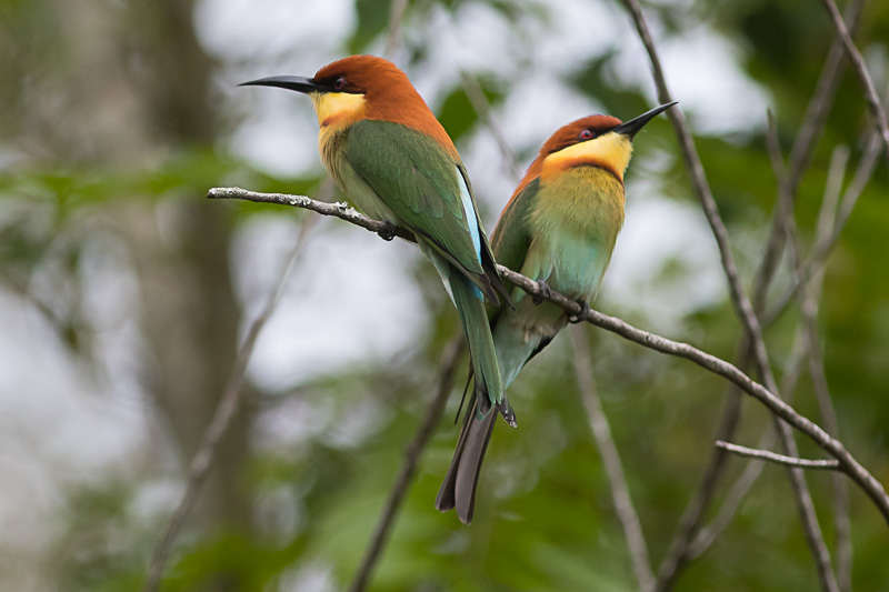 Bruinkopbijeneter (Merops leschenaulti)